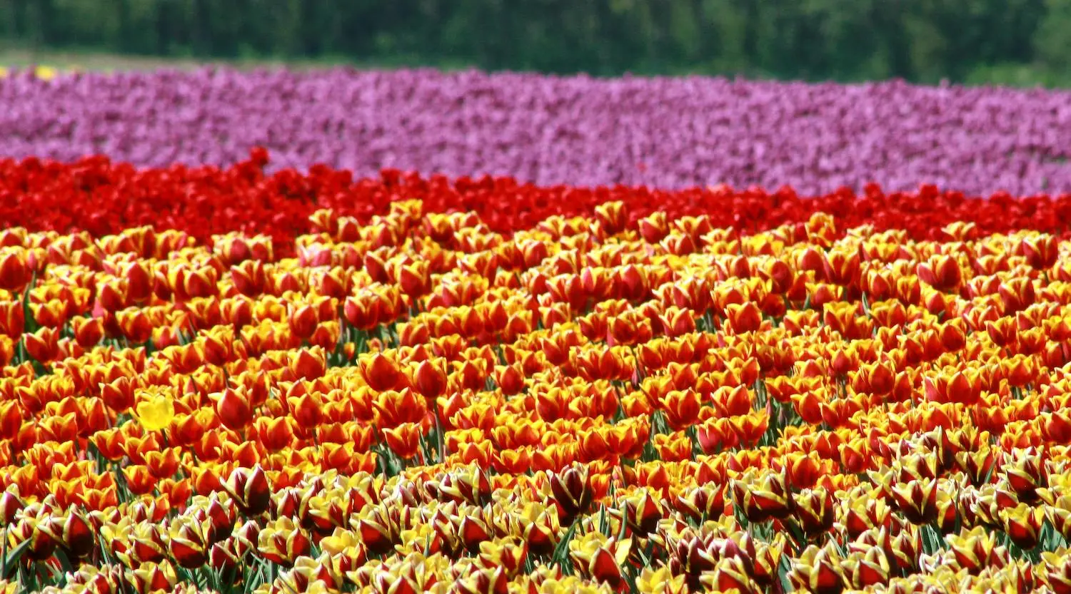 Tulips bloom in Istanbul